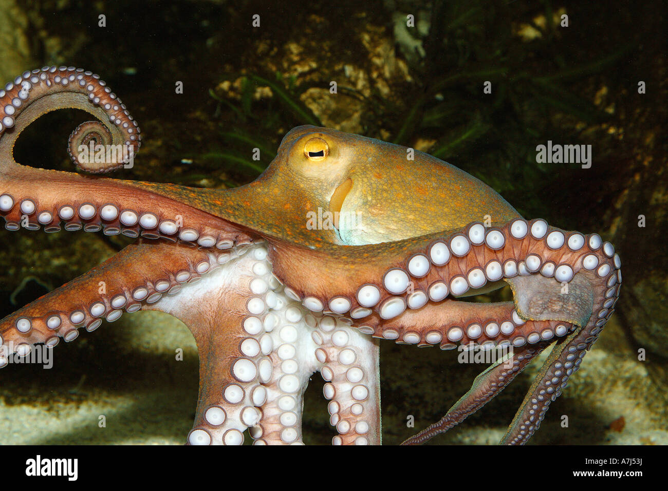 Polpo (Octopus vulgaris) sotto l'acqua Foto Stock