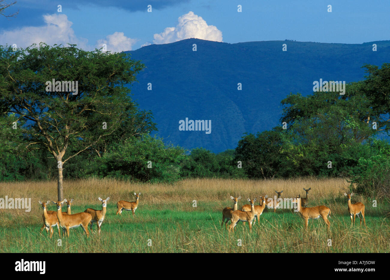 Uganda koss Kobus kob con la Rift valley scarpata in background Semliki Wildlife Reserve Uganda Foto Stock