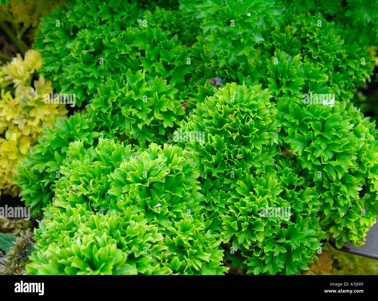 Il prezzemolo cresce in giardino di erbe aromatiche Foto Stock