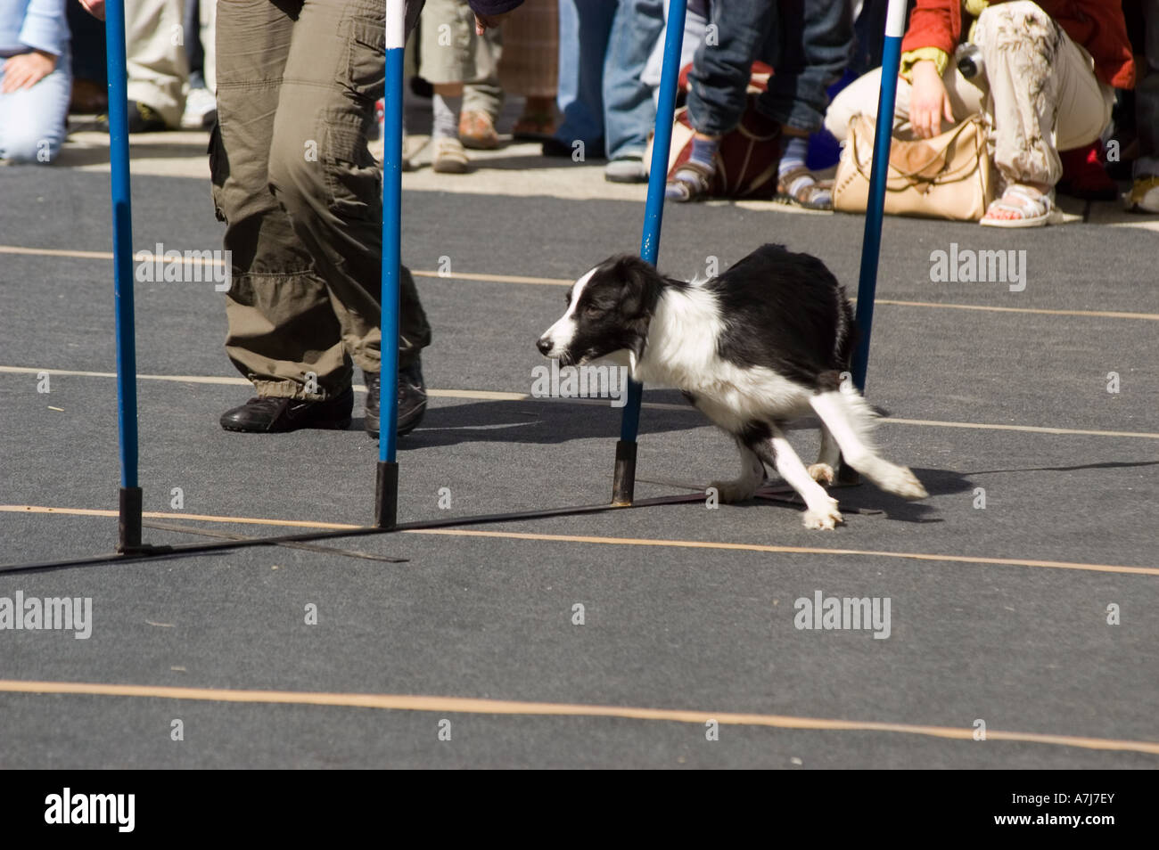 Allenatore e il suo cane durante la gara di slalom clicker a Varsavia in Polonia. Border Collie si snoda tra pali blu su un tappetino grigio in un evento di agilità. Foto Stock