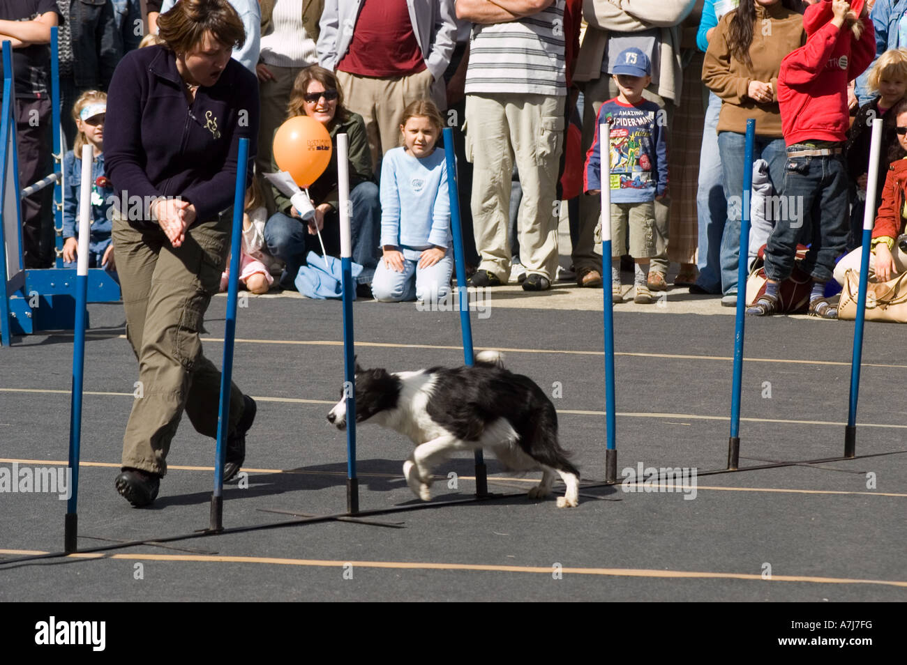 Addestratore e suo cane durante la gara di slalom clicker a Varsavia, Polonia. Collie di confine che si intrecciano tra i pali in un evento di agilità all'aperto. Foto Stock