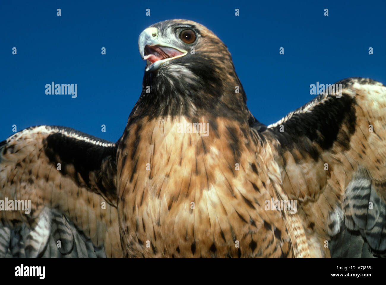 RED TAILED HAWK (Buteo jamaicensis) Captive Close up Foto Stock