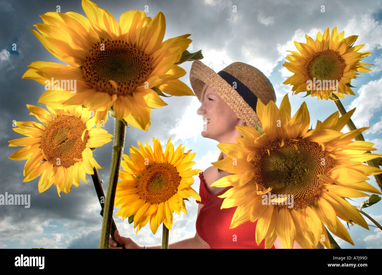 Donna con cappello di girasoli coltivati con depurazione riciclati da un "evern Trento acqua' azienda impianto di depurazione delle acque reflue. Foto Stock