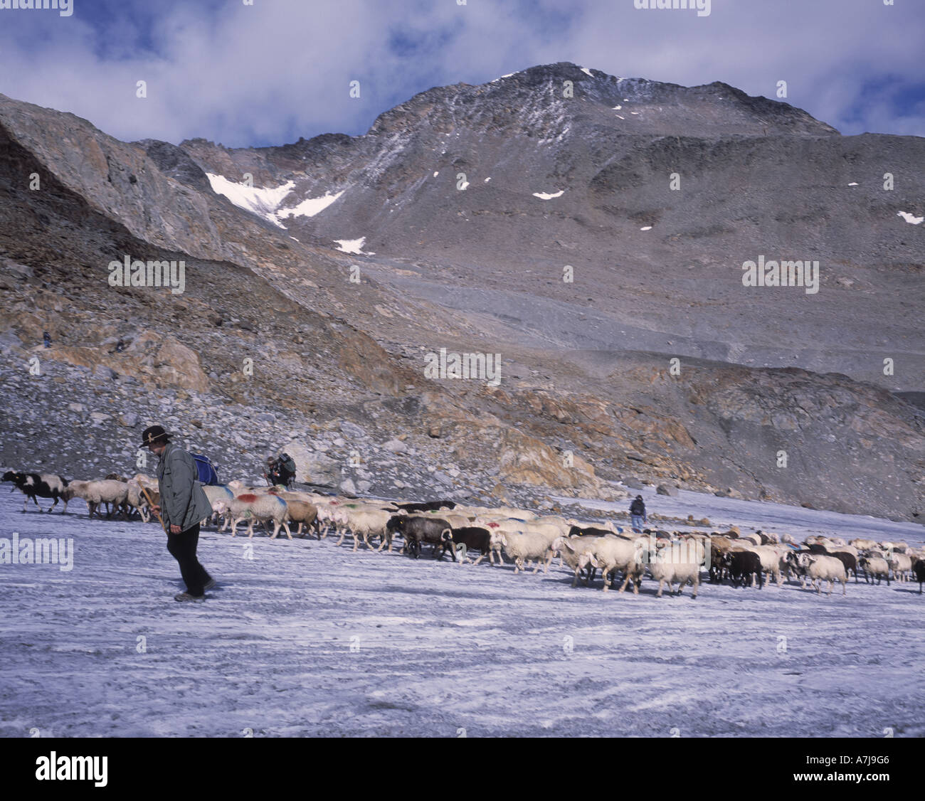 Pastore italiano con il gregge di ovini sul ghiacciaio Niederjoch, Oetztal Mtns. Confine Austria-Italy Foto Stock