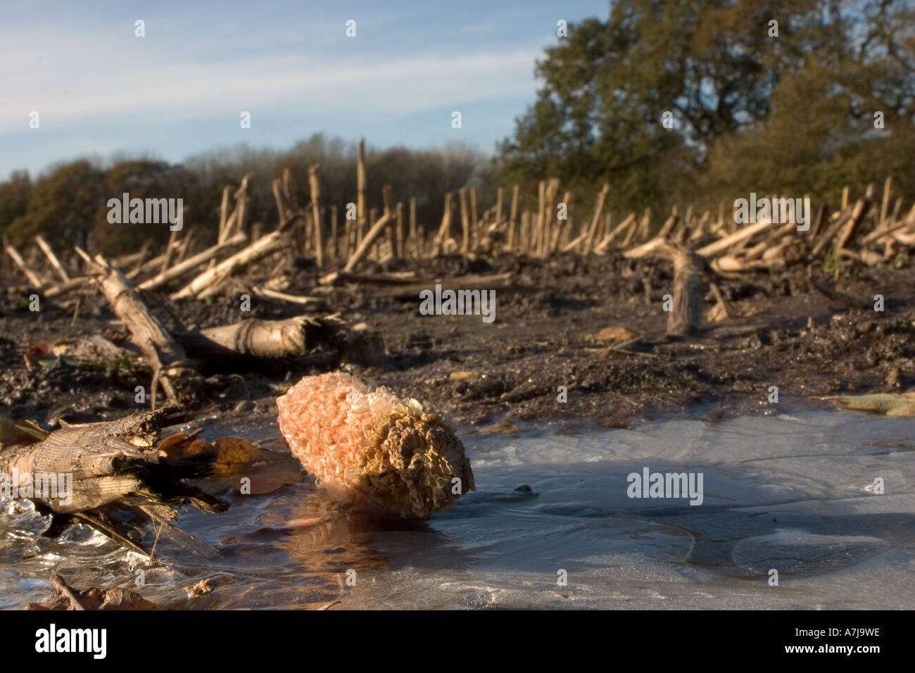 Un morto di tutoli di mais sinistra sul suolo ghiacciato a lungo dopo il raccolto del prodotto Foto Stock