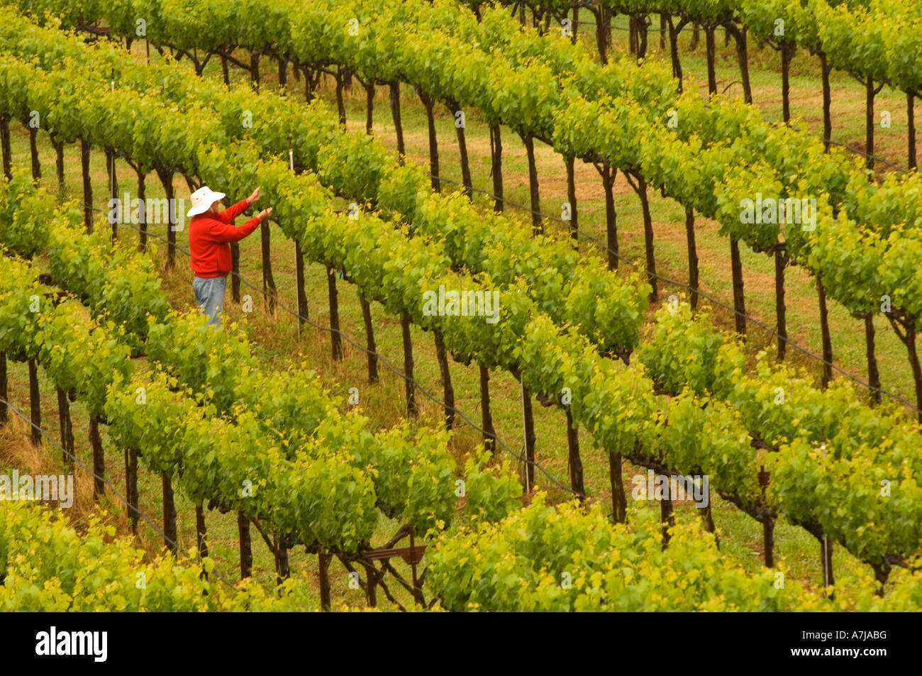 Vitigni Thining a Mt Howell vigneto Napa California Foto Stock