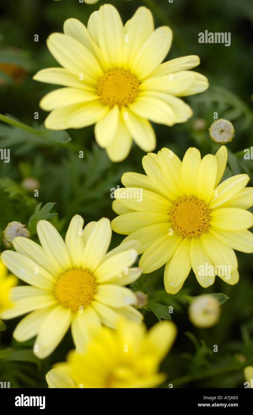 Argyranthemum giallo sole Foto Stock
