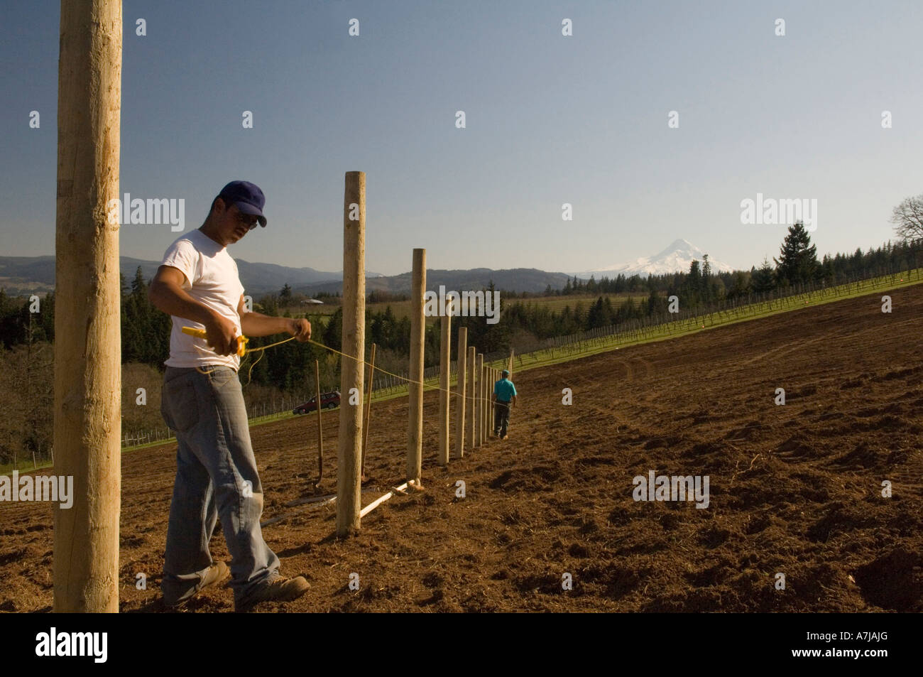 La preparazione di terra per piantare Pinot noir vigne a Phelps Creek Vineyard Columbia Gorge AVA Oregon Foto Stock