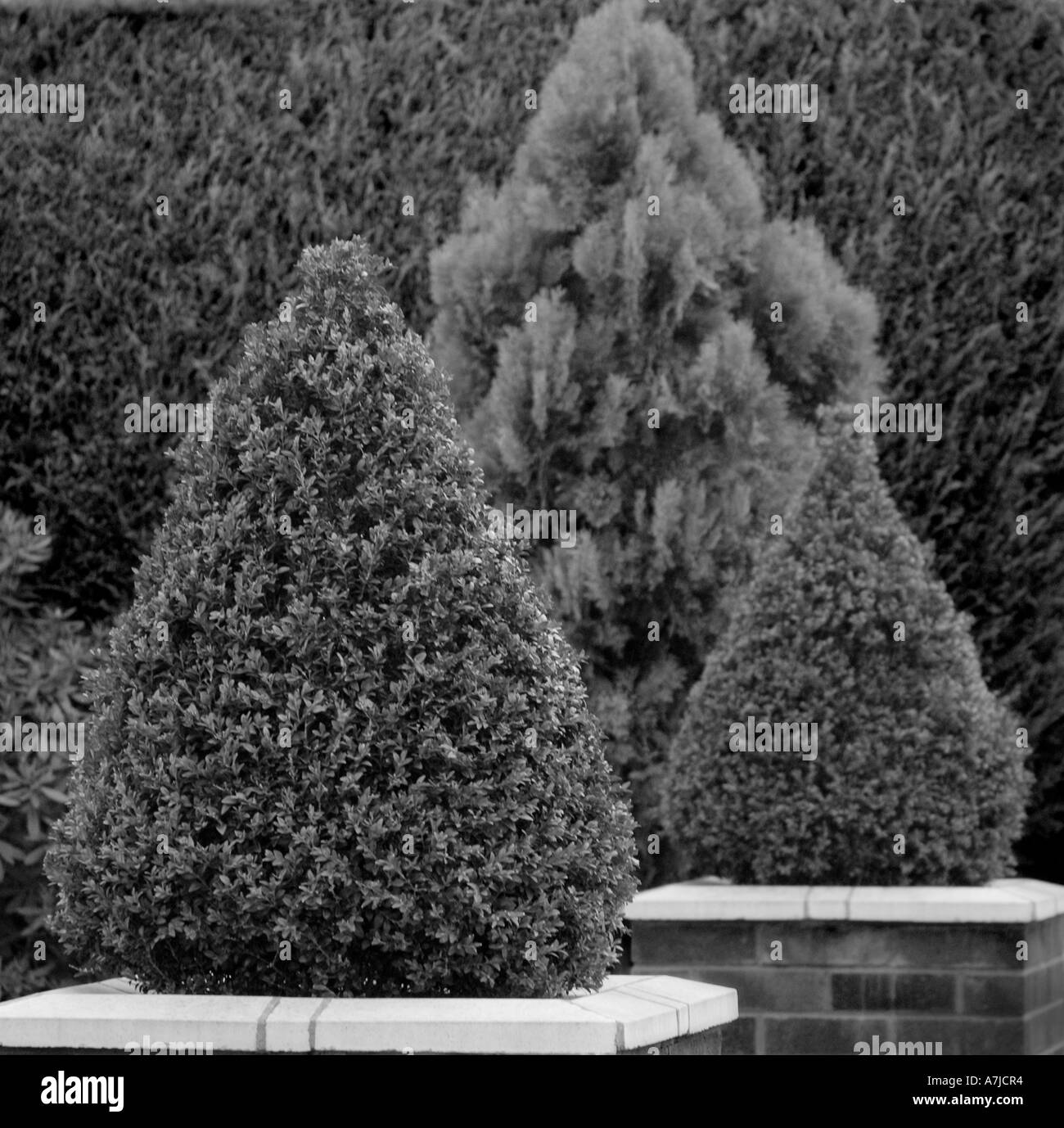 Alberi e siepi di giardini suburbani nella Outer London. Foto Stock