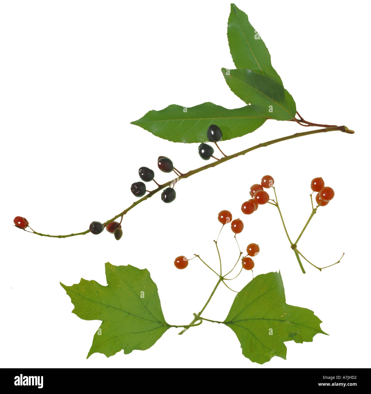 Cherry Laurel Prunus laurocerasus viburno Rose Viburnum opulus bacche velenose Surrey in Inghilterra Foto Stock