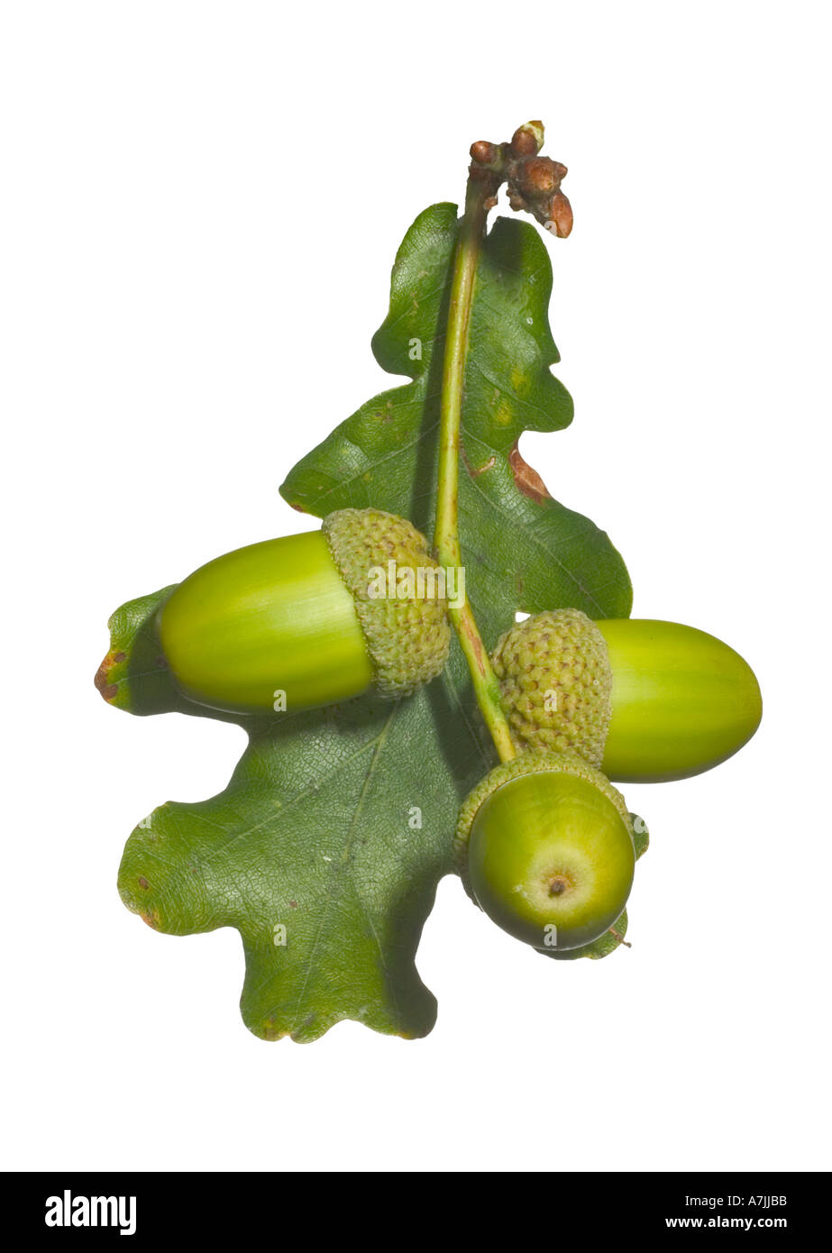 Acorn Leaf Inglese o Farnia Quercus robur Surrey in Inghilterra autunno Foto Stock