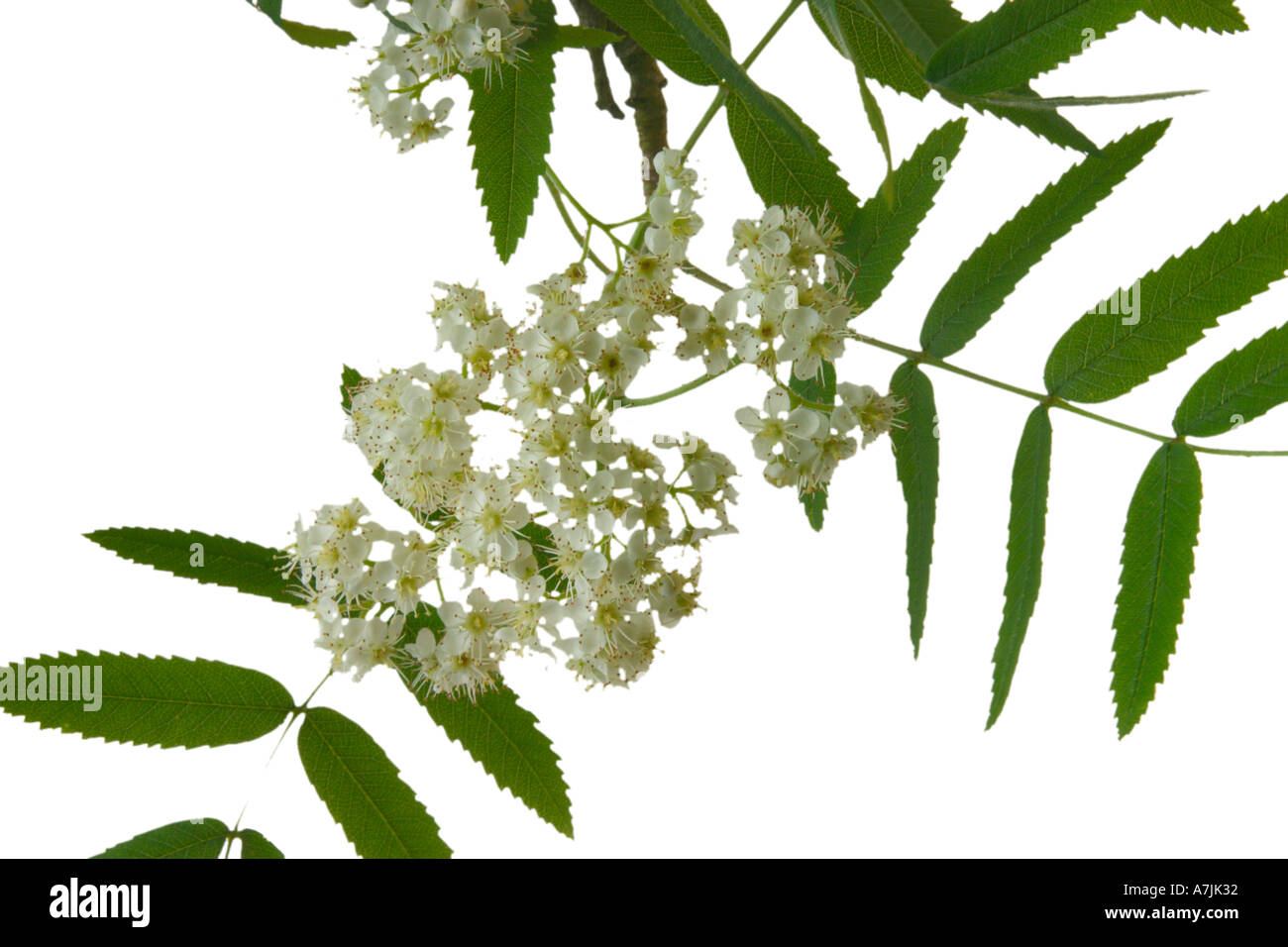 Rowan Sorbus aucuparia fiori foglie intaglio Surrey in Inghilterra possono Foto Stock