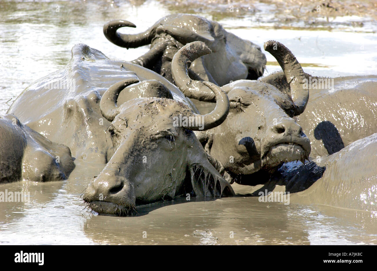 Sri Lanka bufalo Bubalus bubalus in un sguazzi Foto Stock