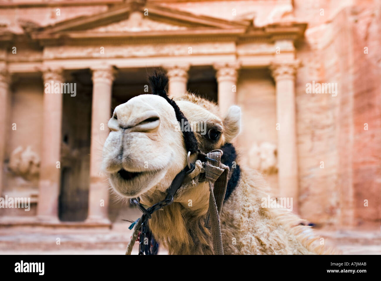 Giordania Petra un cammello si erge di fronte al tesoro edifici scolpiti da la rosa pietra arenaria rossa di Giordania dal Nabataeans Foto Stock