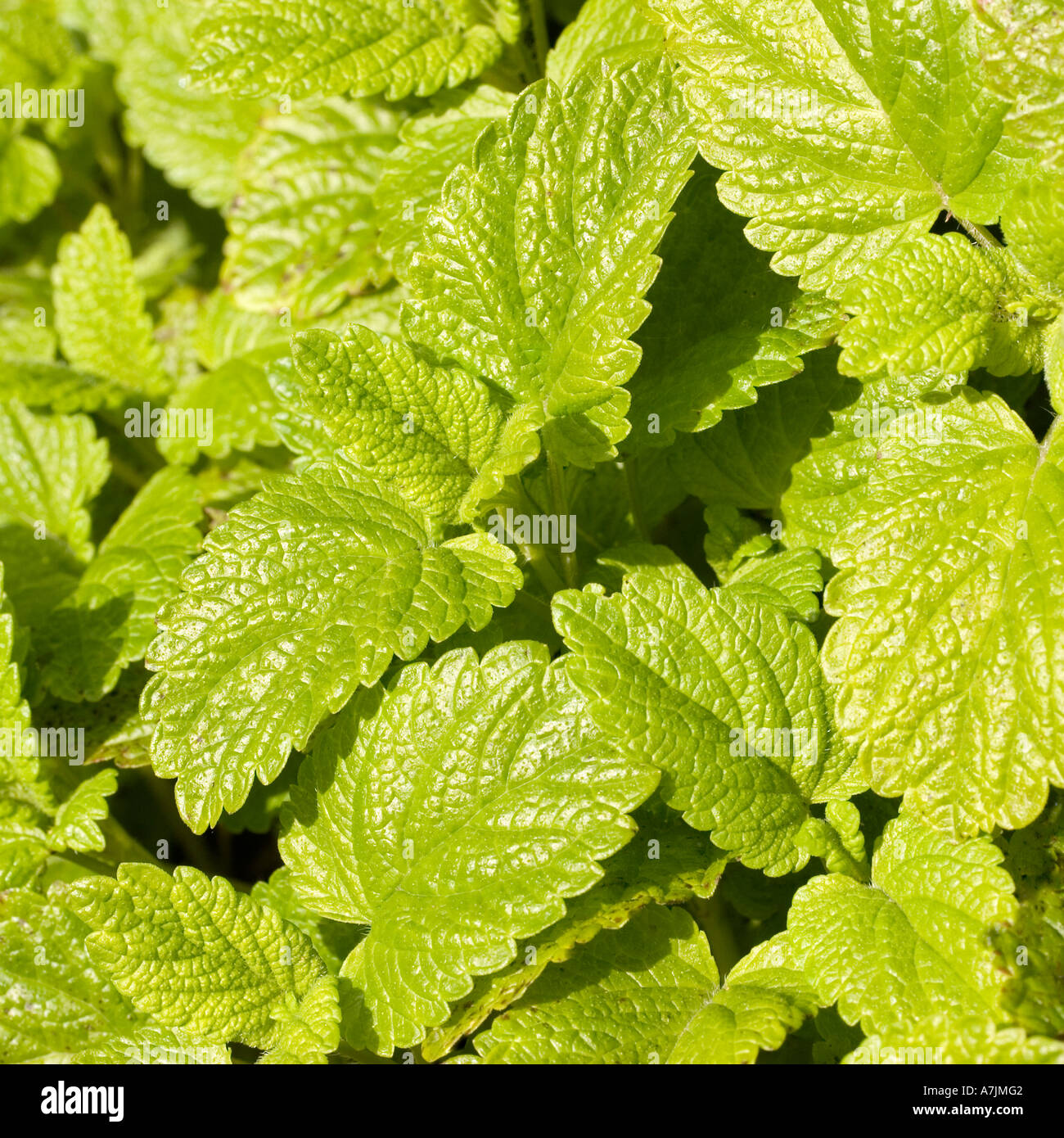 Balsamo di limone Foto Stock