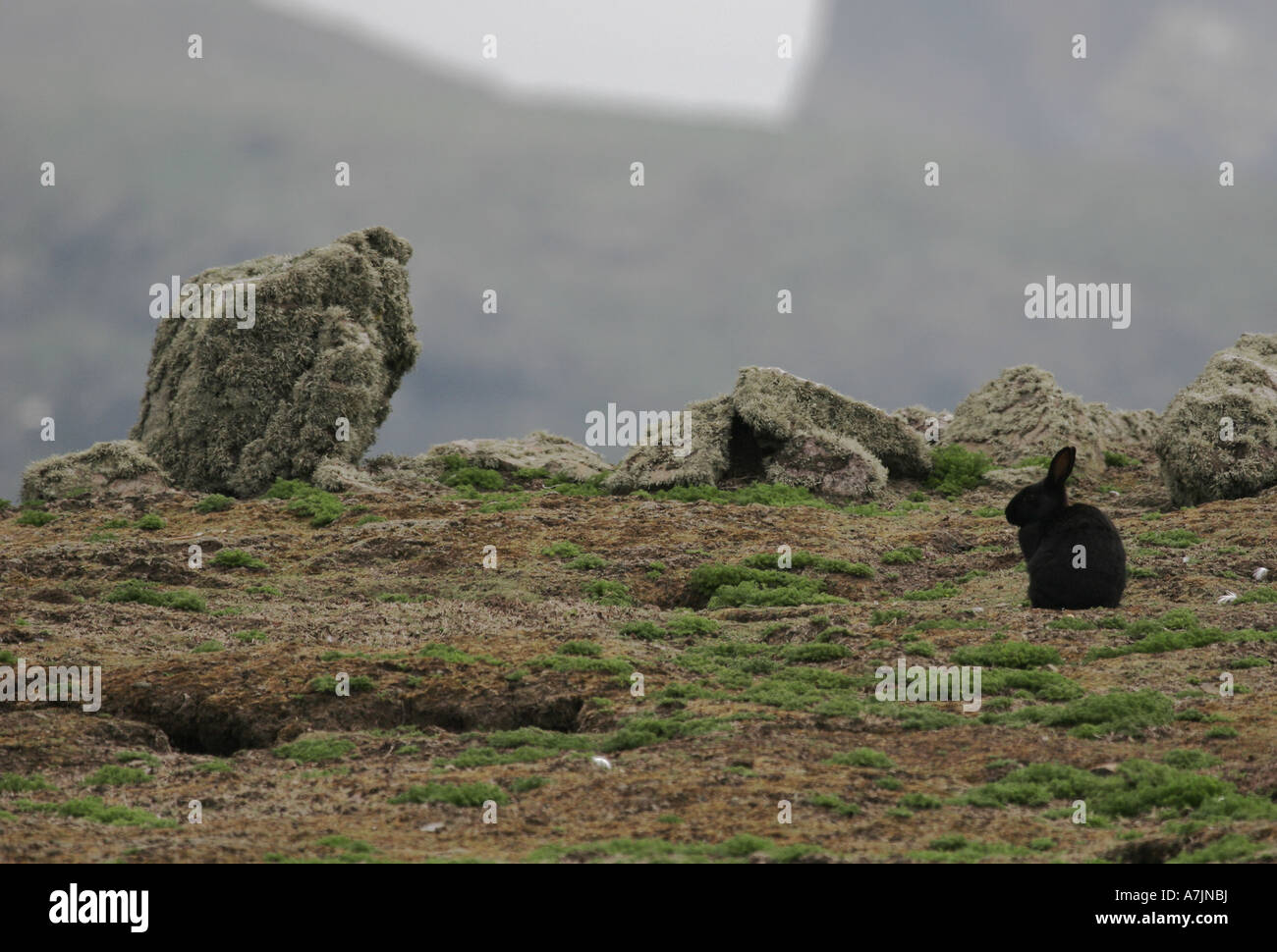 Coniglio nero oryctolagus cuniculus su Skomer off Il Pembrokeshire Coast Foto Stock