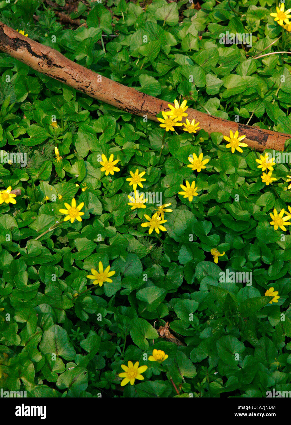 Lesser Celandine Ranunculus ficaria su un pavimento di bosco Foto Stock