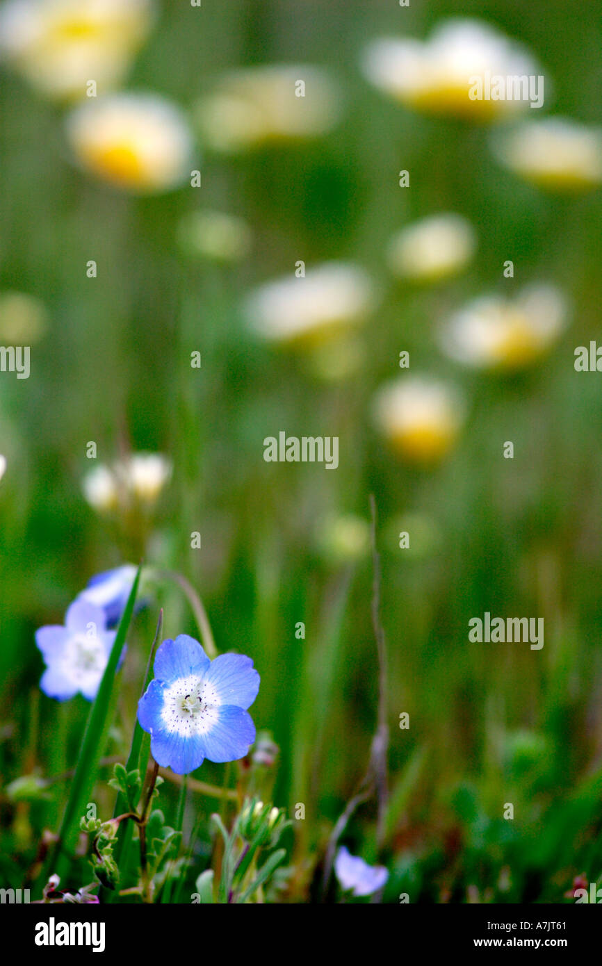 Baby Blue Eyes in carrizo plains monumento nazionale Foto Stock