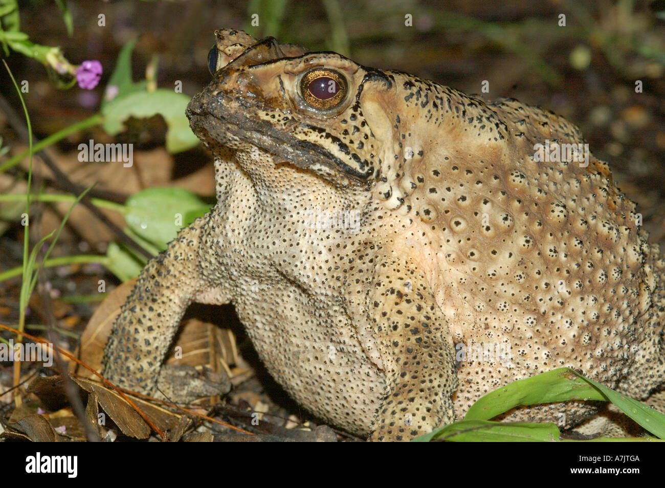 Piede gigante lungo il rospo asiatico sul Monte Doi Inthanon, Thailandia Foto Stock