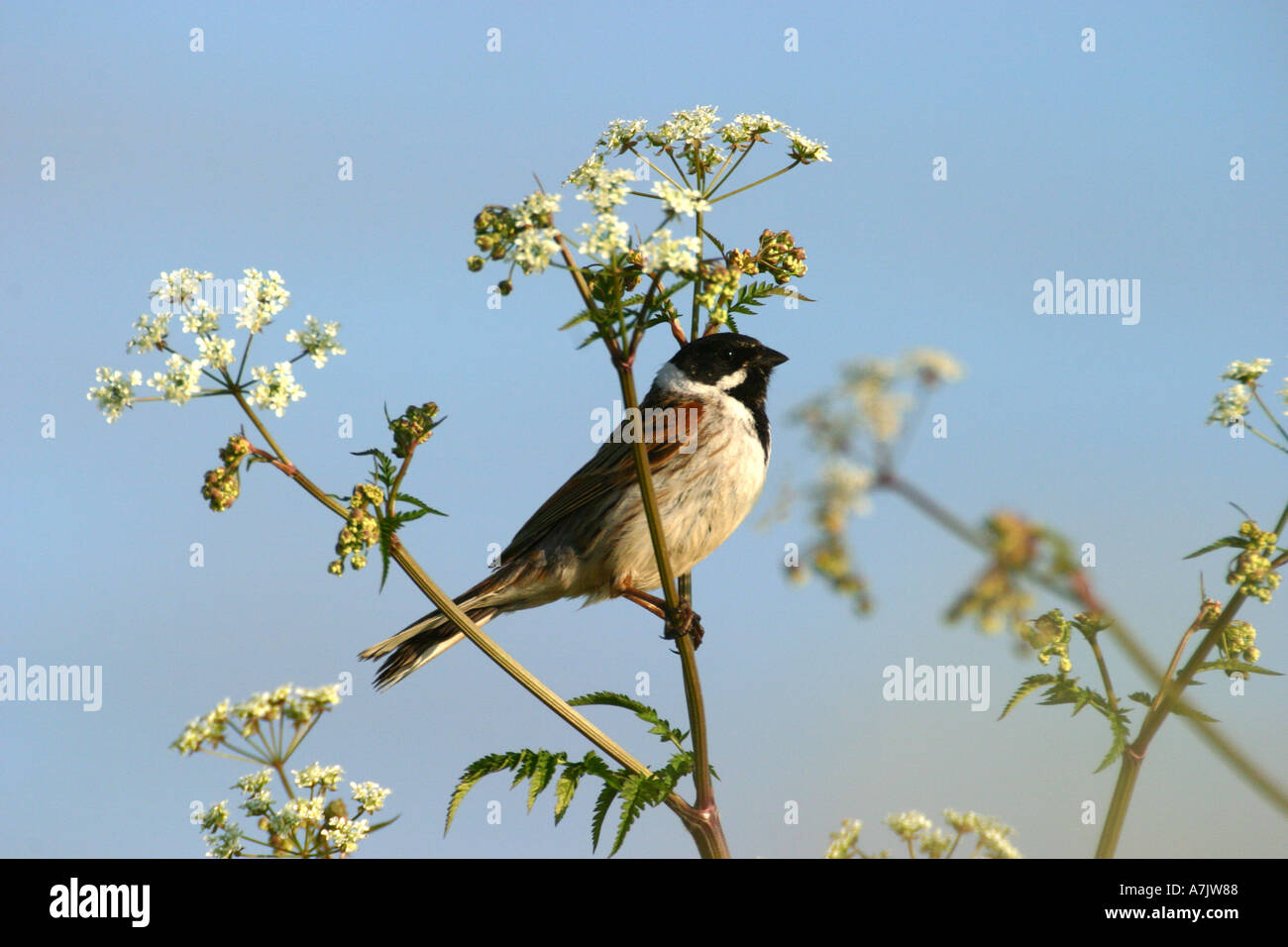 Reed Bunting Emberiza schoeniclus Foto Stock