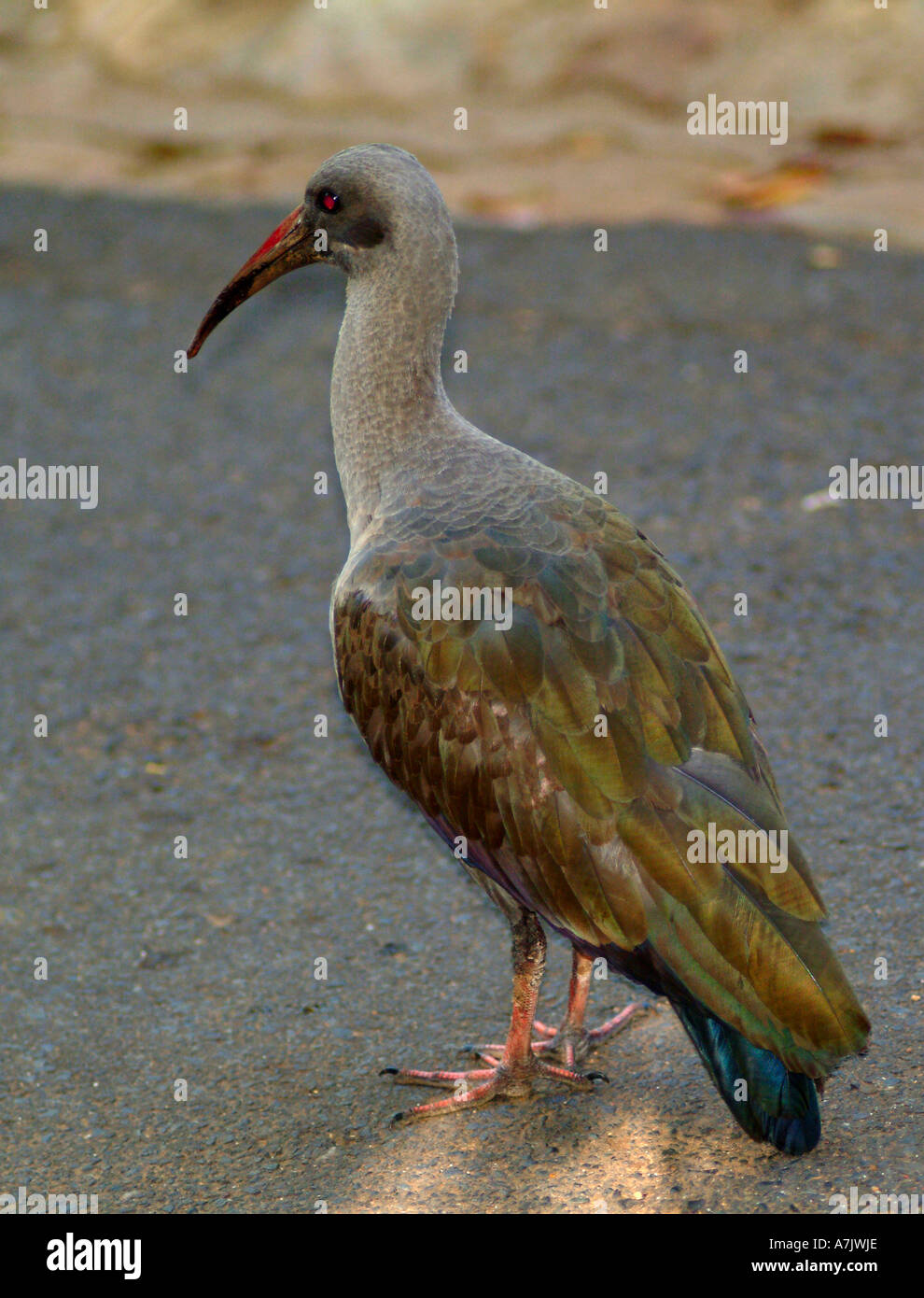 Hadeda Ibis a Kirstenbosch National Botanical Garden Città del Capo Sud Africa Foto Stock