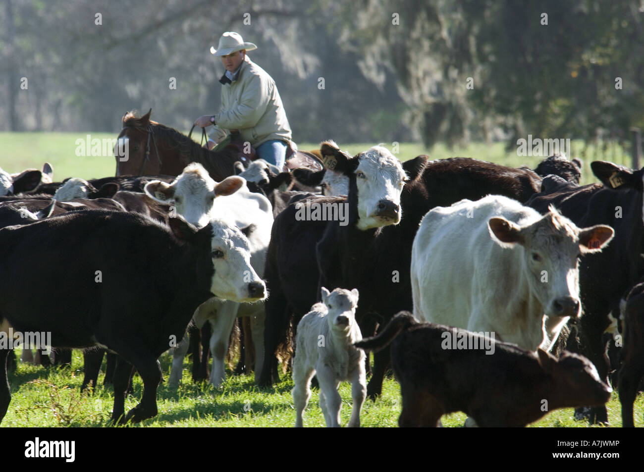 Cowhands spostando il bestiame da cavallo Foto Stock