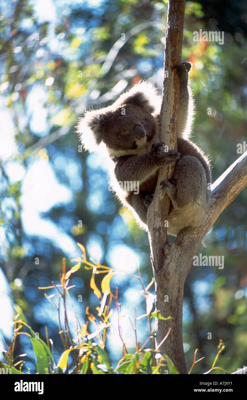 Riserva Naturale di Ballarat, Koala nella struttura ad albero Foto Stock