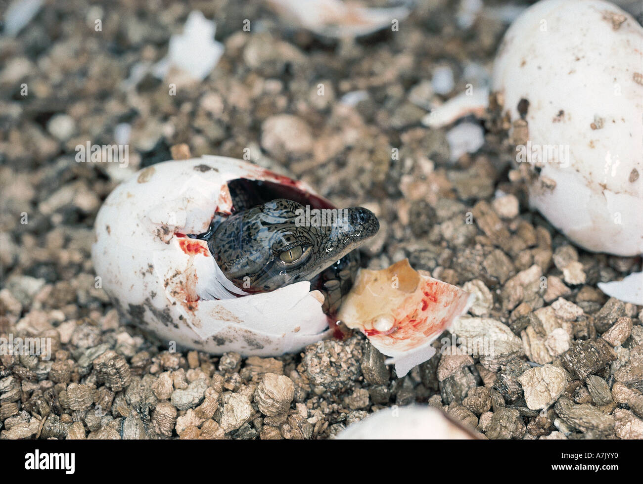 Baby coccodrillo fuori da cova delle uova in Zimbabwe Africa Foto Stock