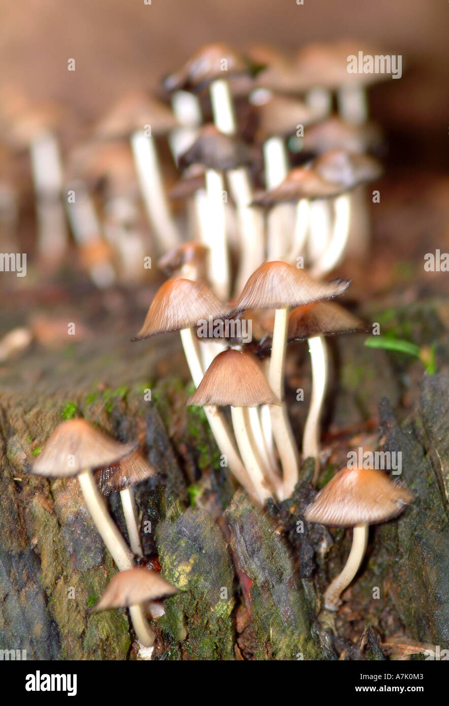 Lungo Toadstools slanciata crescente sul vecchio albero tronco alla Cattedrale di picco Hotel Sud Africa Foto Stock