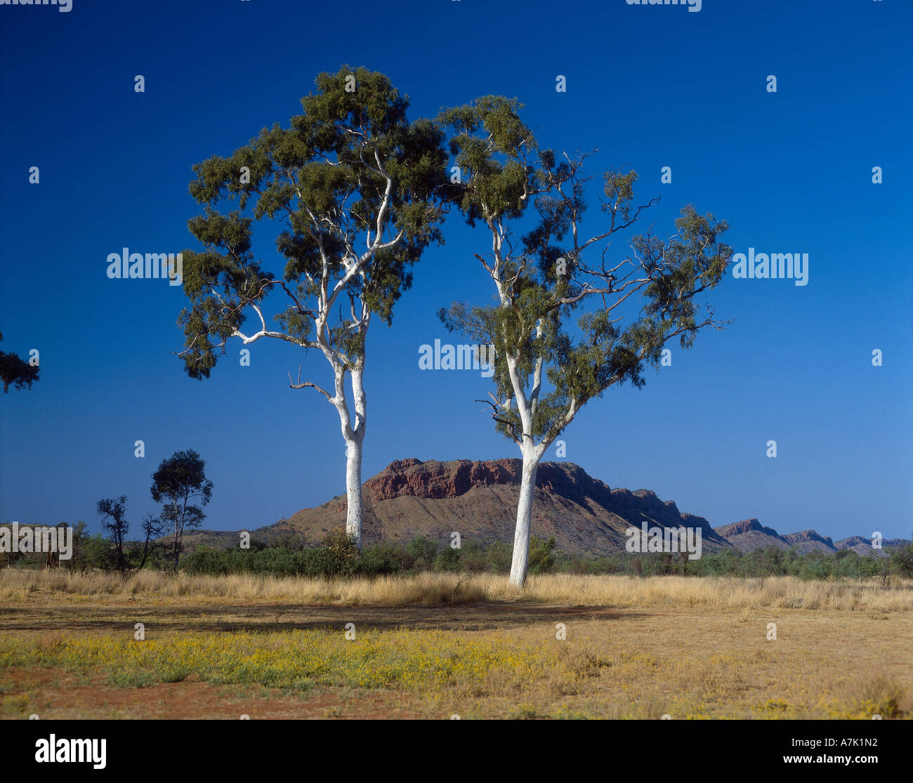 Alice Springs, Ghost gengive Foto Stock