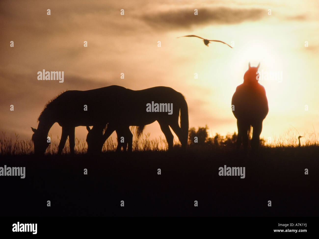 I cavalli pascolano in erba alta sull'orizzonte silhouette impostando sun Foto Stock