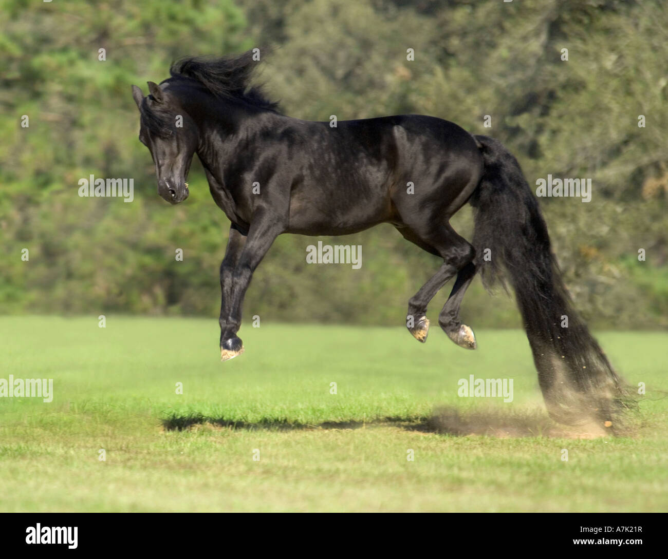 Morgan Black Horse stallone con estrema coda lunga salta in alto con tutti i piedi da terra Foto Stock