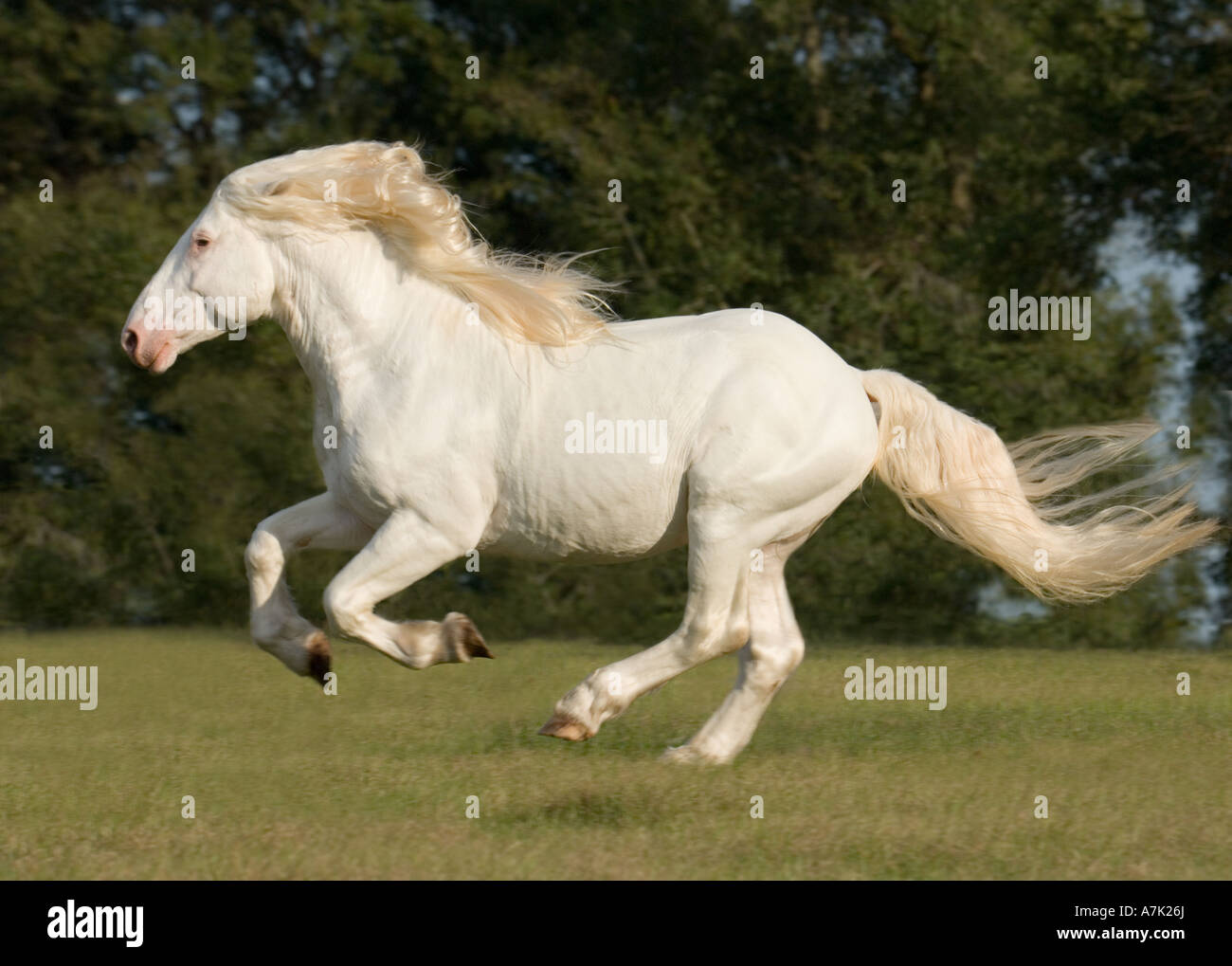 Quattro anni bianco americano Progetto cavallo stallone Foto Stock