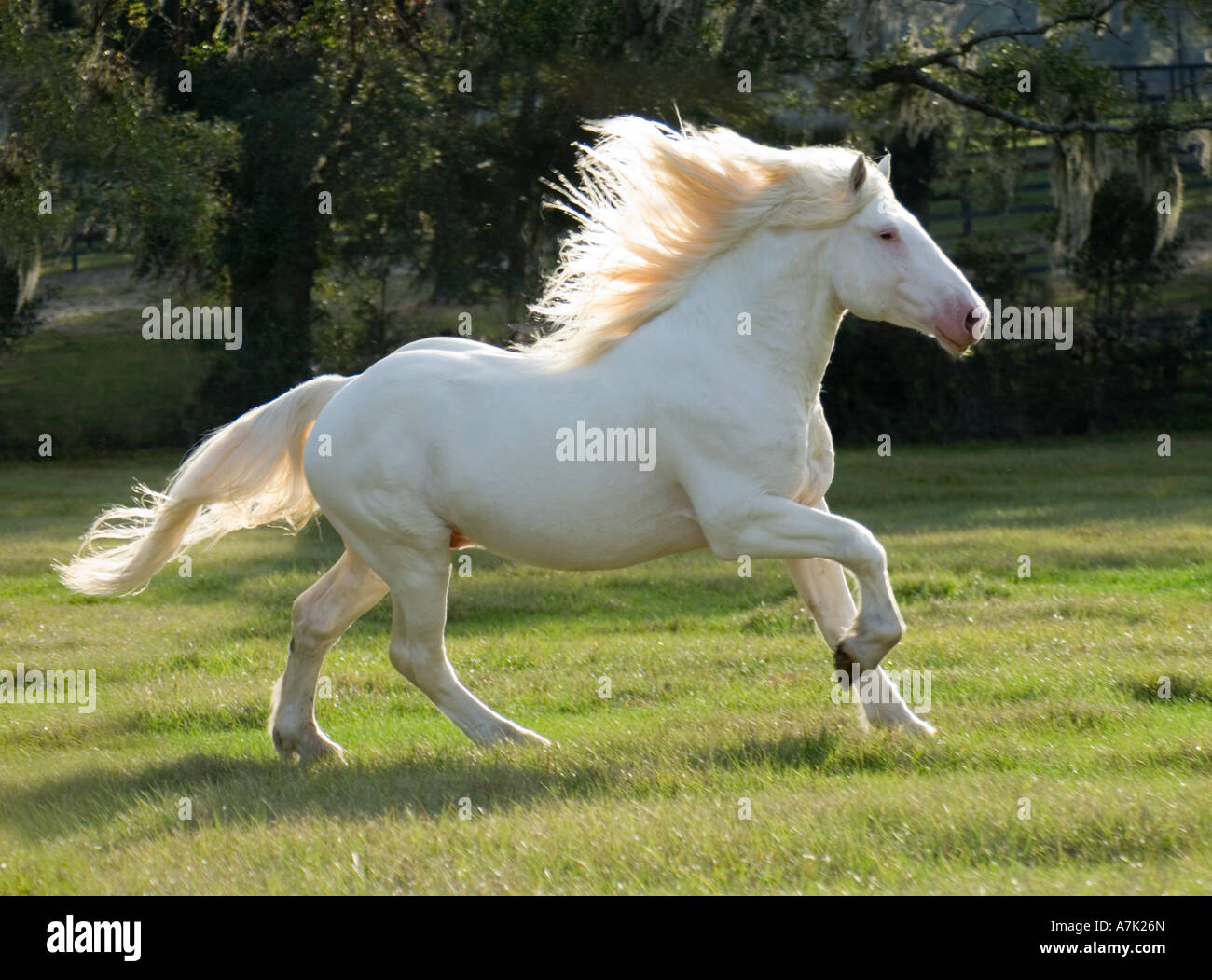 Quattro anni bianco americano Progetto cavallo stallone Foto Stock