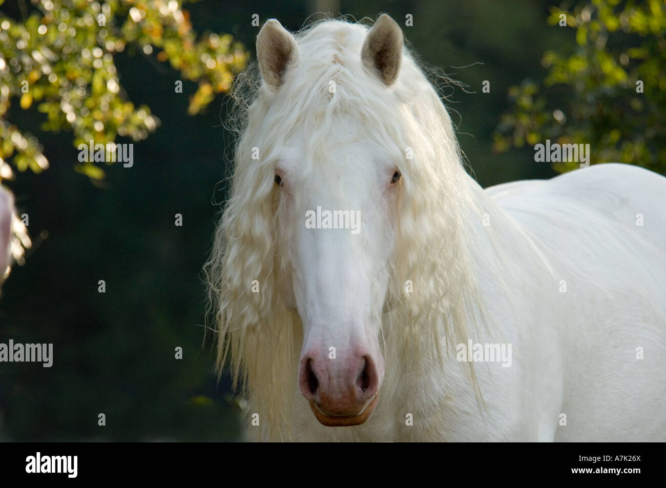 Quattro anni bianco americano Progetto cavallo stallone Foto Stock