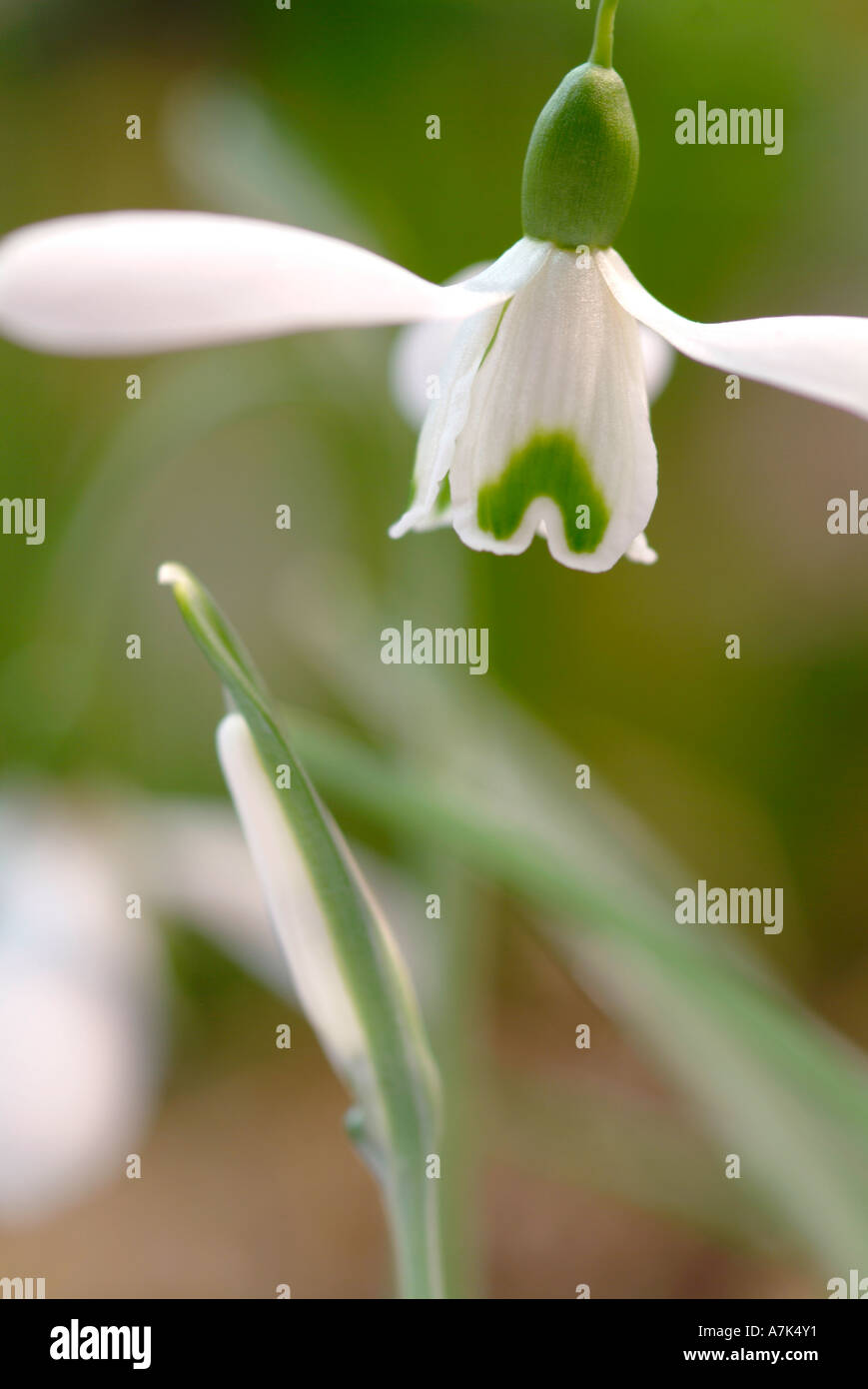 Galanthus magnete Foto Stock