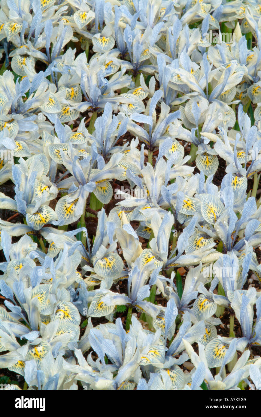 Iris histroides "Katharine Hodgkin' Foto Stock