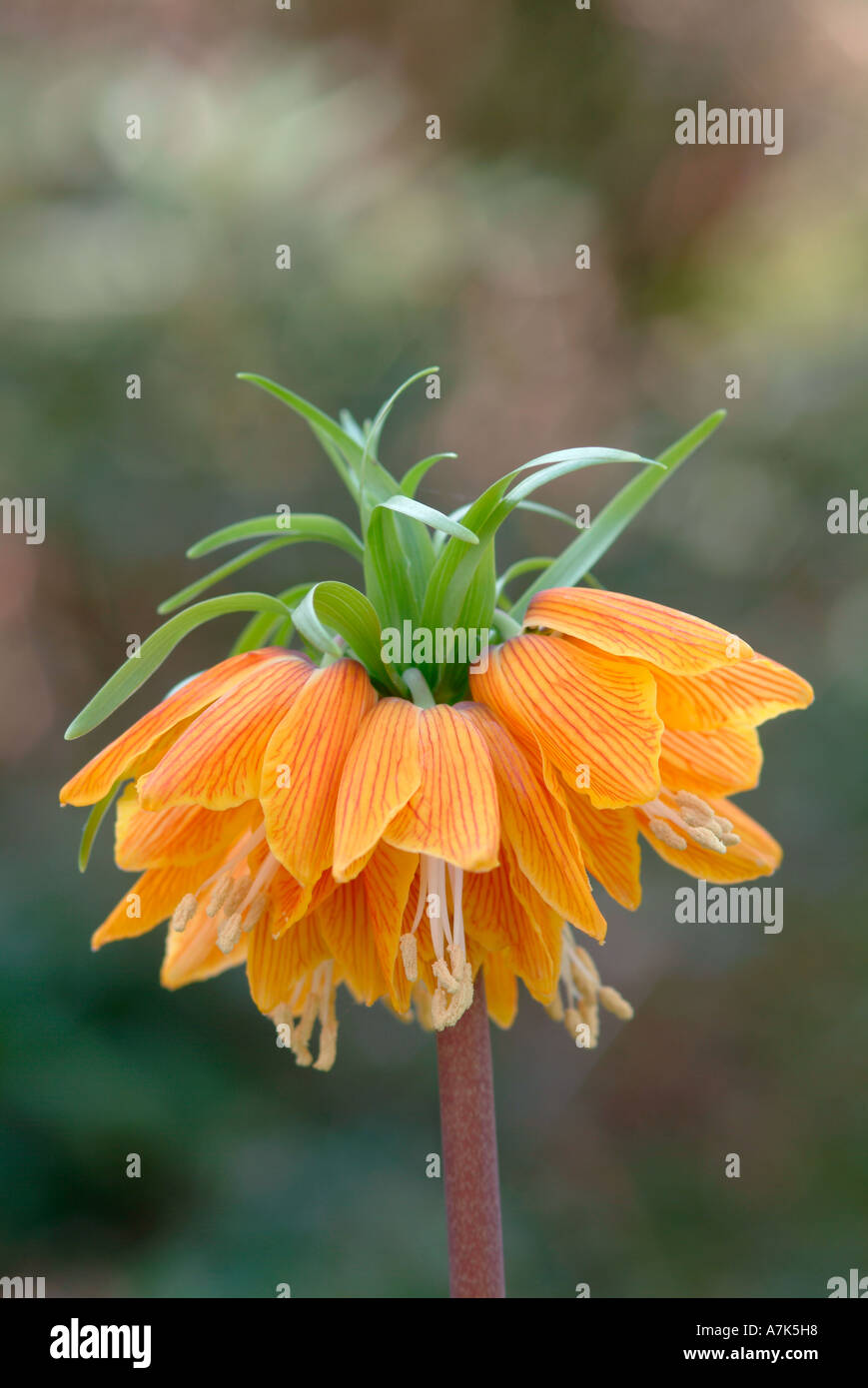 Fritillaria imperialis 'Sstriate bellezza' Foto Stock