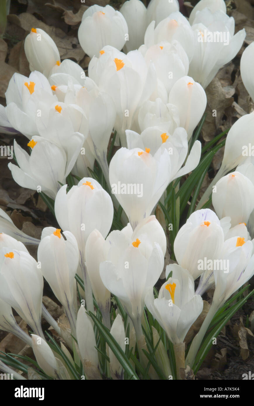 Crocus Jeanne D' Arc Foto Stock