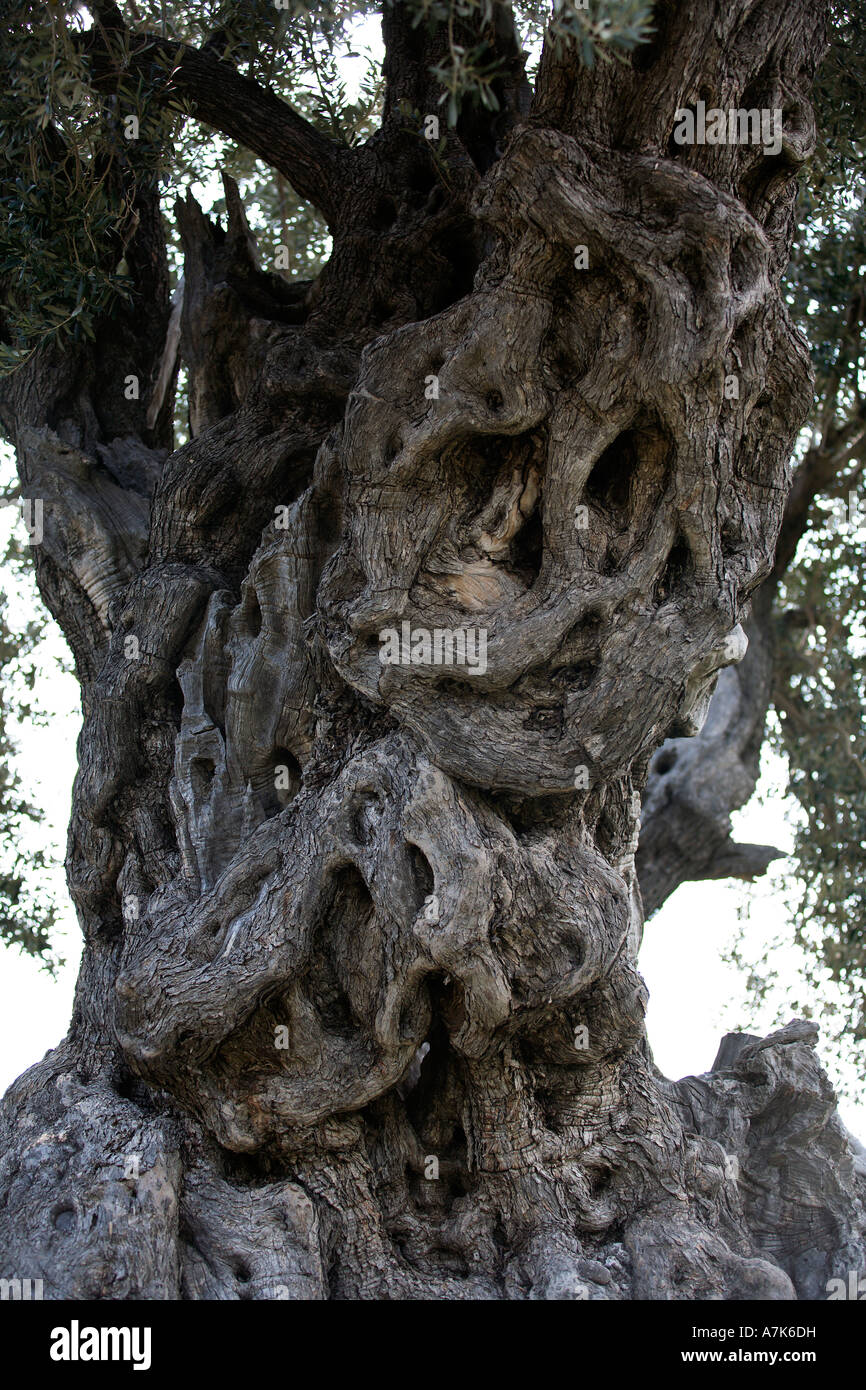 Grecia GOLFO SARONICO EGINA isola un antica cava di olivo Foto Stock