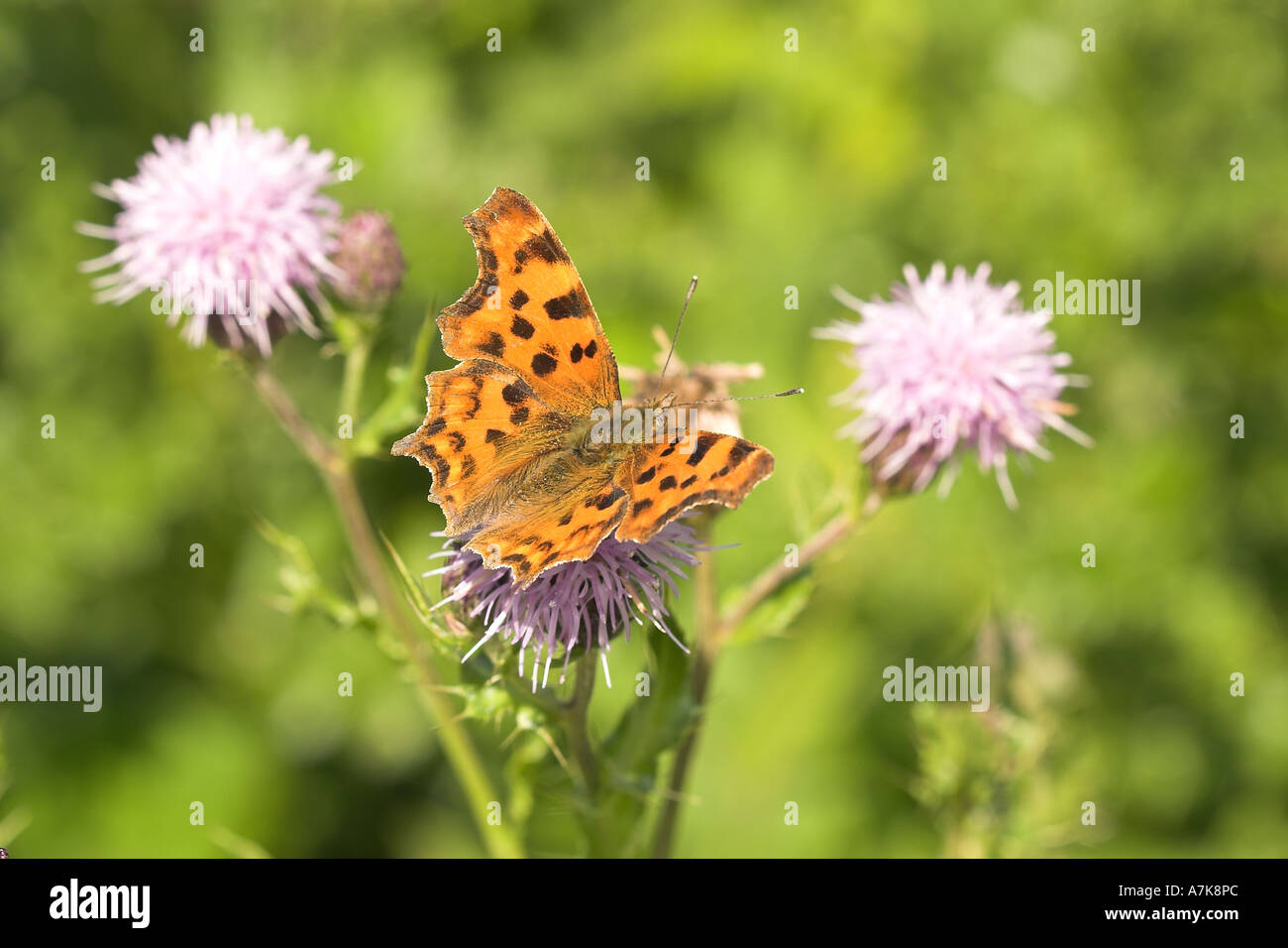 Farfalla di virgola Foto Stock