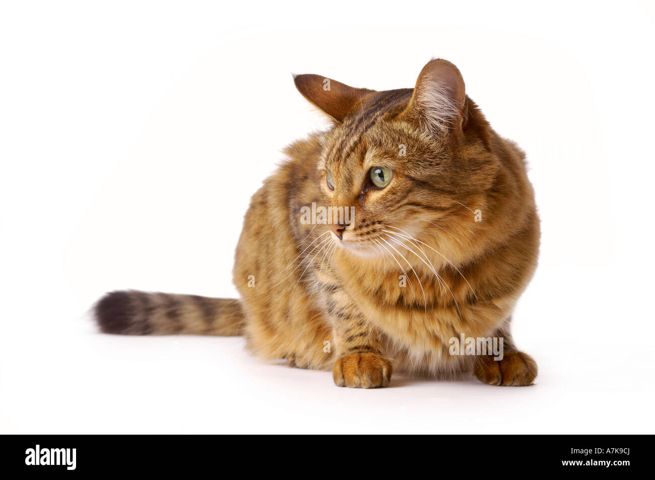 Gatto domestico del Bengala accovacciato su sfondo bianco guardando fuori tiro. Foto Stock