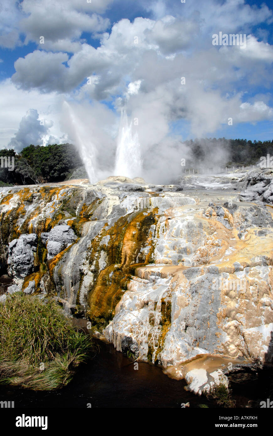 Pohutu e Principe di Galles Geyser Te Whakarewarewa Rotorua Isola del nord della Nuova Zelanda Foto Stock