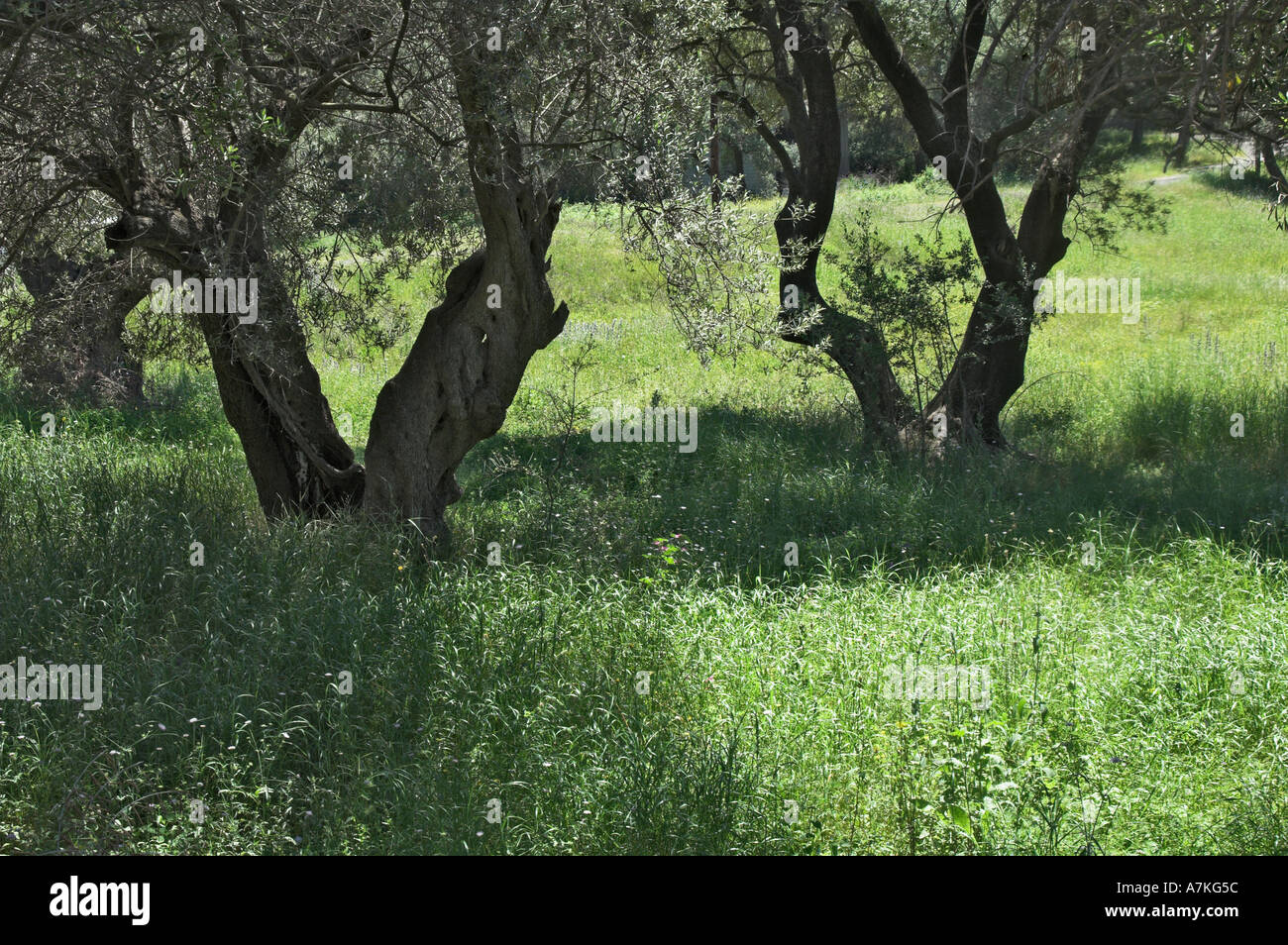 Corfù un oliveto e alberi di Corfù Foto Stock