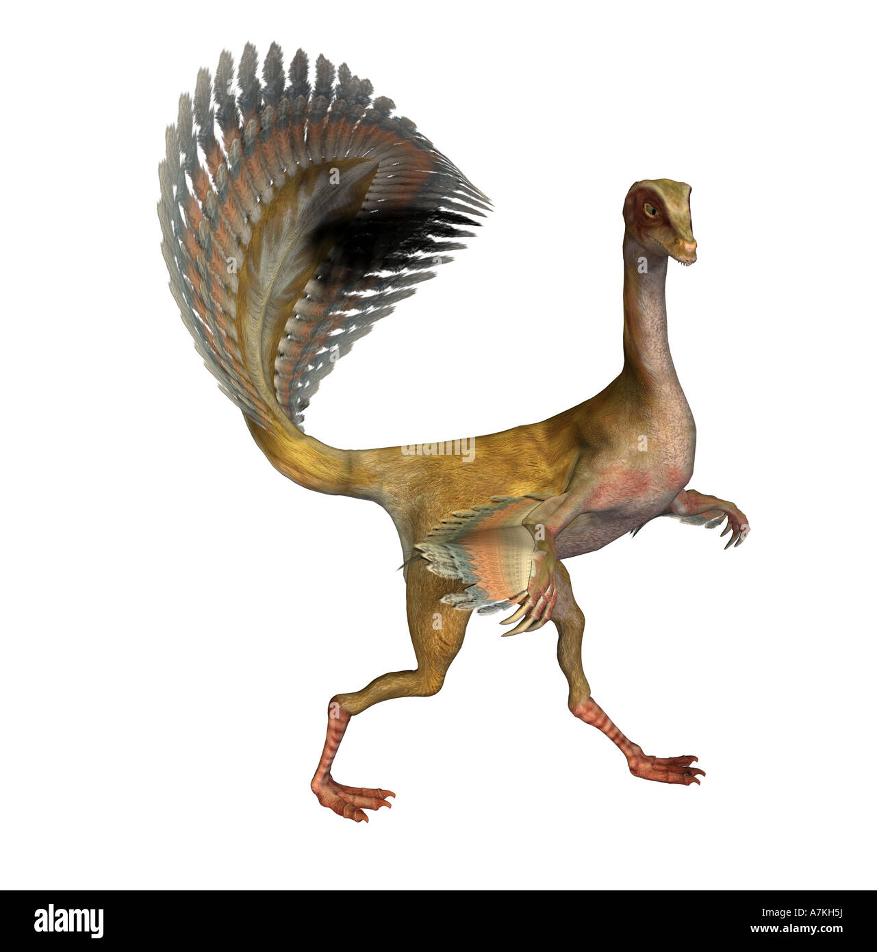 Caudipteryx dinosauro Foto Stock