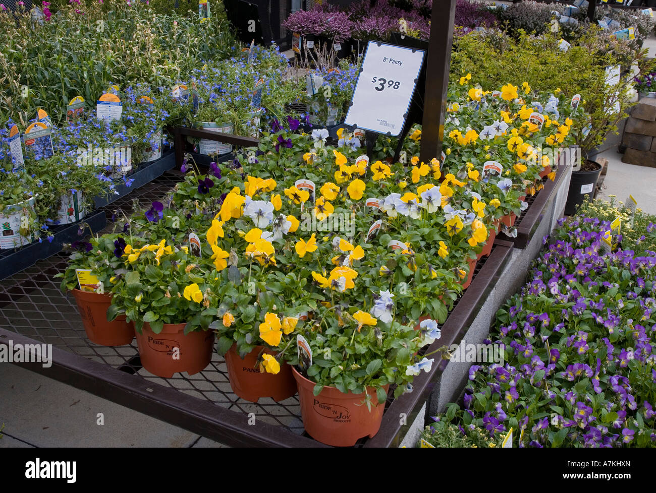 Impianti per la vendita a un vivaio Foto Stock