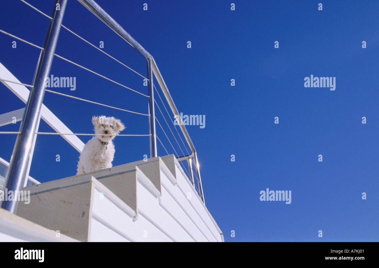 Basso angolo di visione di un cane in piedi in cima di una scala Foto Stock