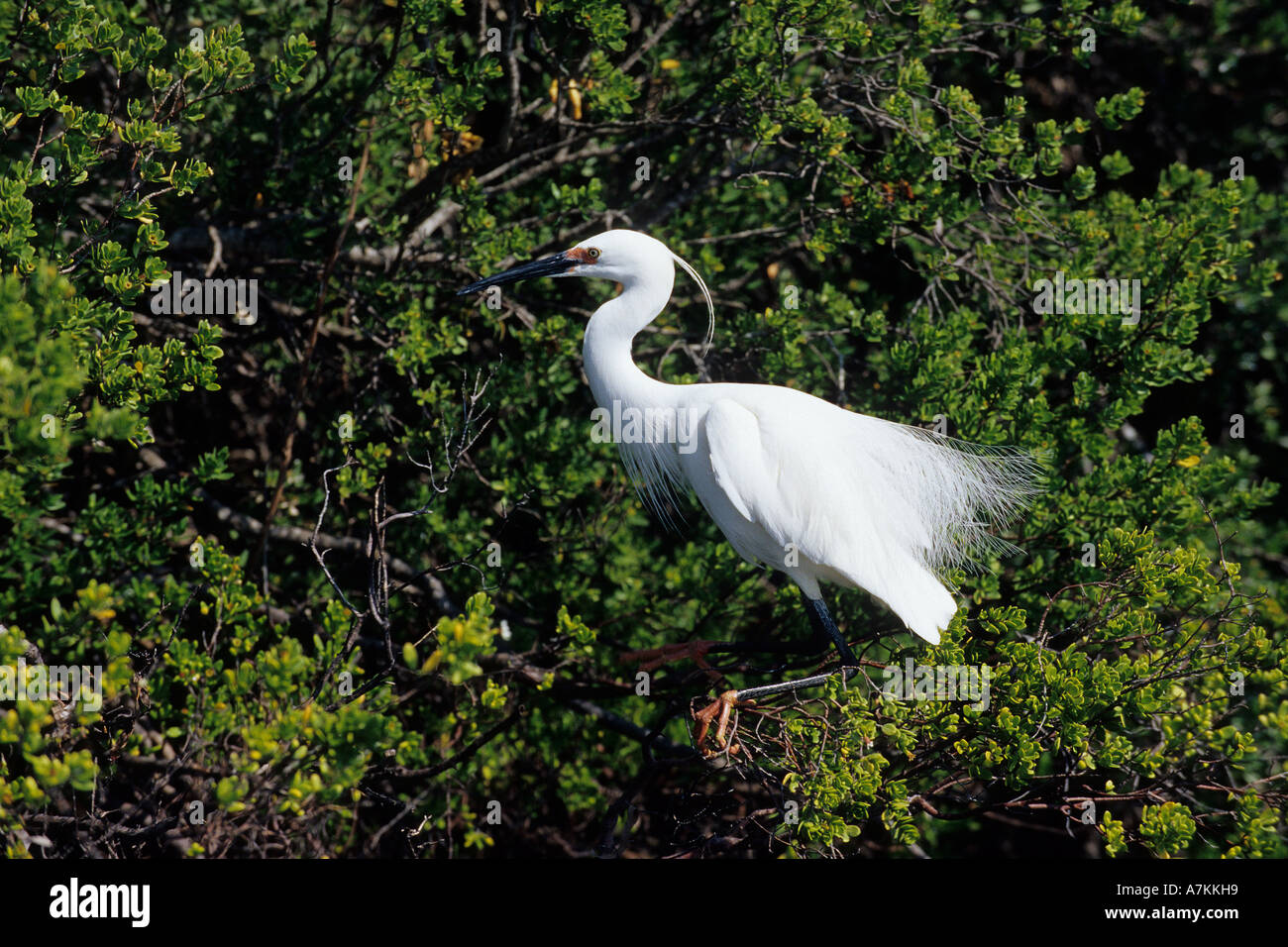 Garzetta Egretta garzetta Seychelles Aldabra Atoll Oceano Indiano Foto Stock