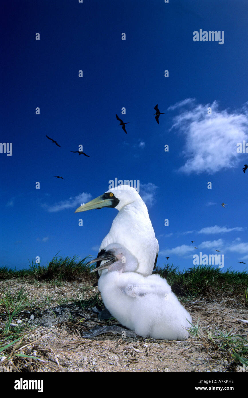 Masked booby con pulcino Sula dactylatra Seychelles Aldabra Atoll Oceano Indiano Foto Stock