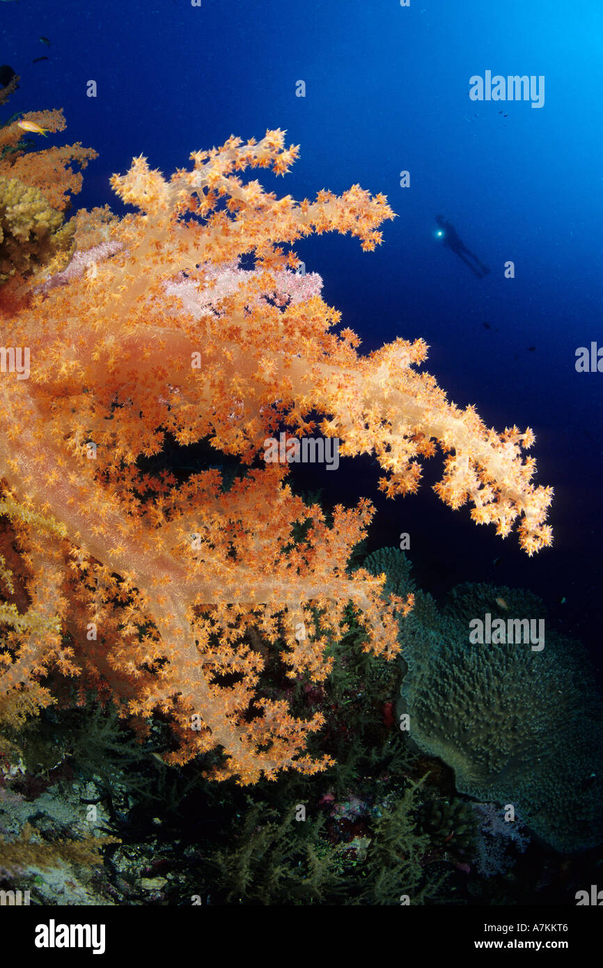 Coralli molli Dendronephthya Seychelles Aldabra Atoll Oceano Indiano Foto Stock